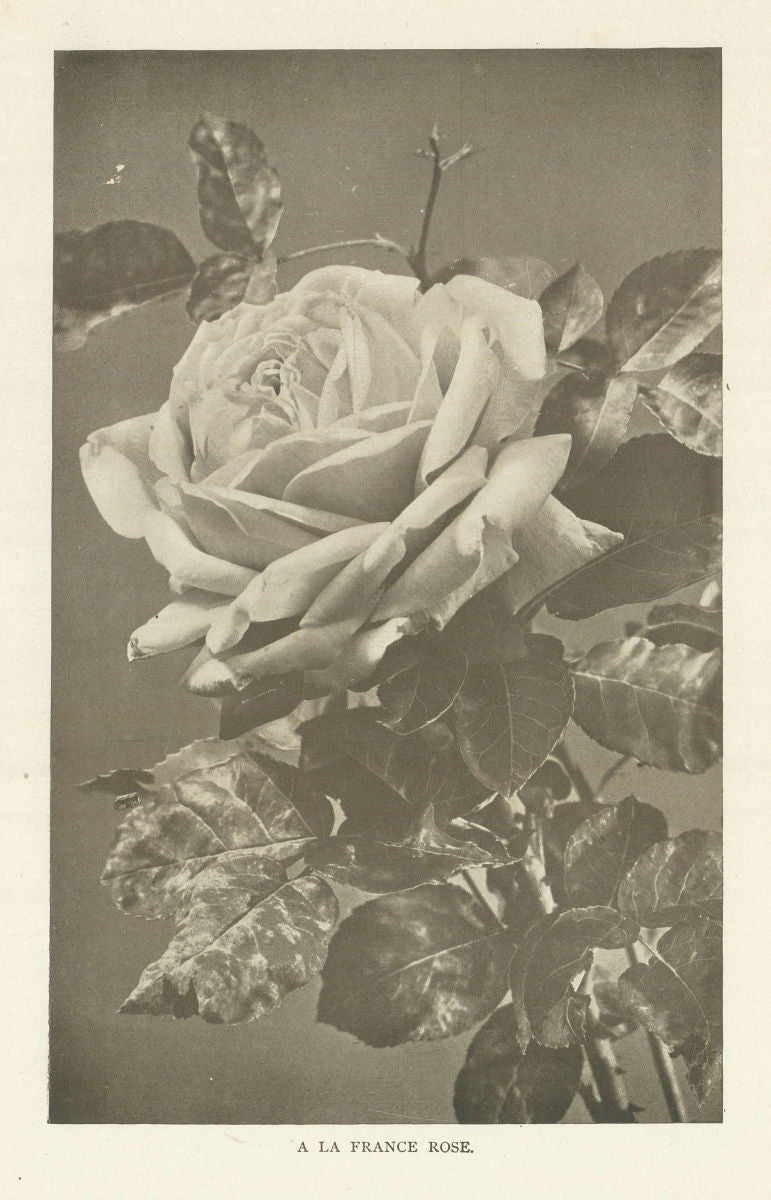 A La France Rose 1907 old antique vintage print picture